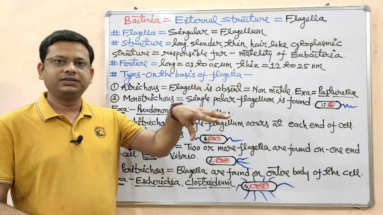 Microbiology 10.1 = Ultrastructure of Bacteria (Part- 02) = Flagella, Pili & Fimbriae | Microbiology