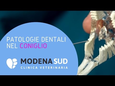 Video: I Tre Migliori Consigli Per La Cura Dentale Dell'animale Domestico Da Uno Specialista In Odontoiatria Veterinaria