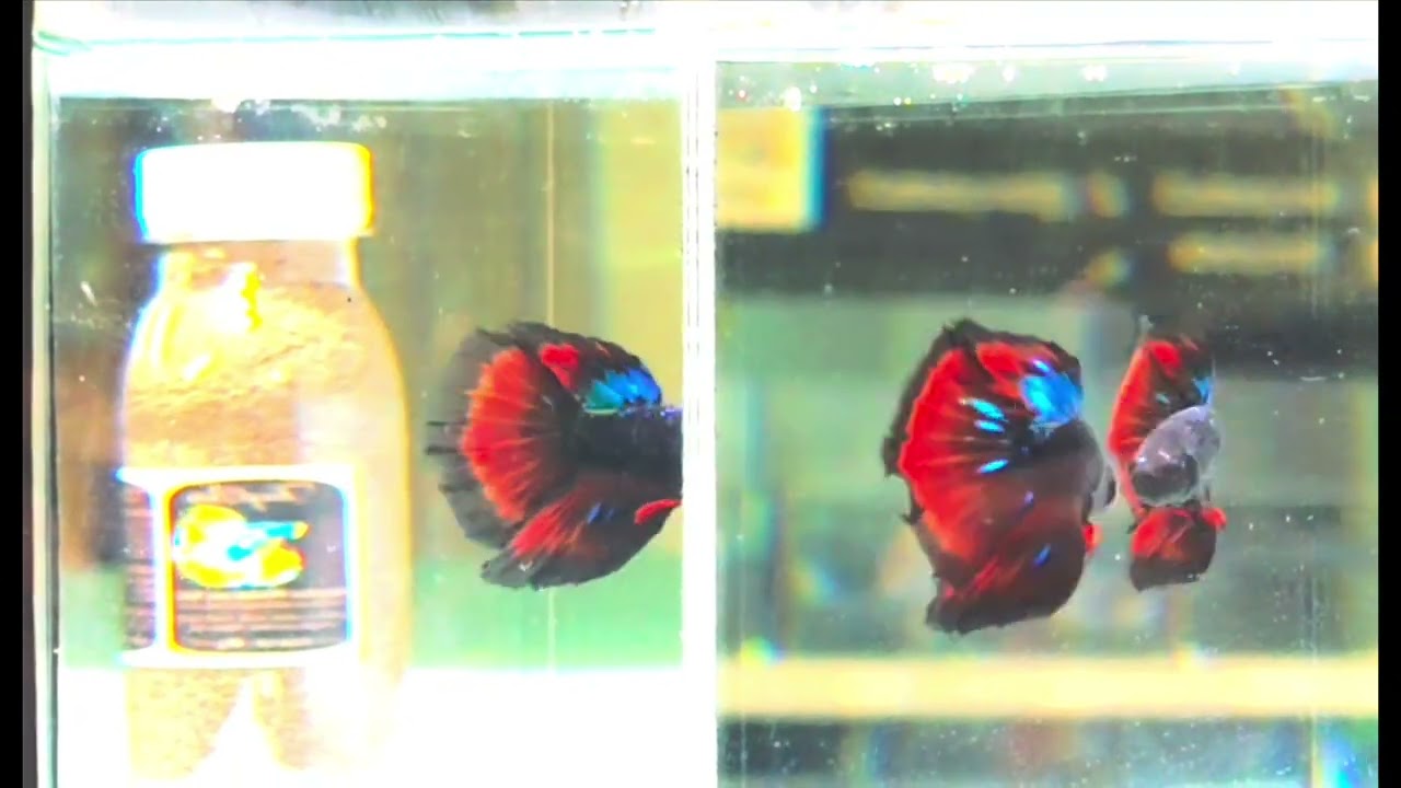 54 - Half Moon Avatar Butterfly