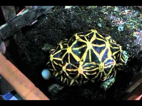 印度星龜產卵 (2014年10月3日)
