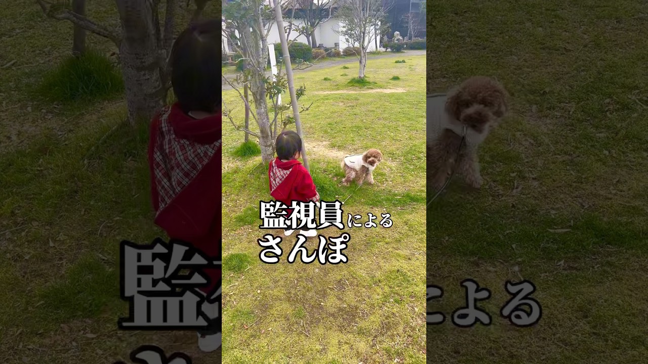 1歳の子供に散歩へ連れて行かれるトイプードル