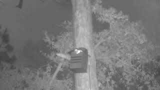 Dad Hunting in Our Side Yard | Eastern Screech Owl Nest 2023