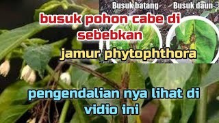 Busuk batang pada tanaman cabai busuk jamur phytophthora dan cara mengatasi nya