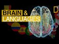 Brain sides and new language learning  science