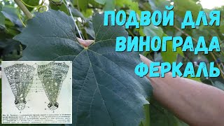 видео: Подвой для винограда Феркаль. картинка: Подвой для винограда Феркаль.