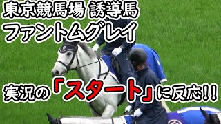 【誘導馬】実況の「スタート」に反応 東京競馬場の誘導馬 ファントムグレイ 現地映像