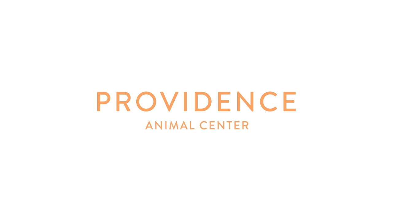 Puppy Socialization Class 5 16 20 1pm YouTube