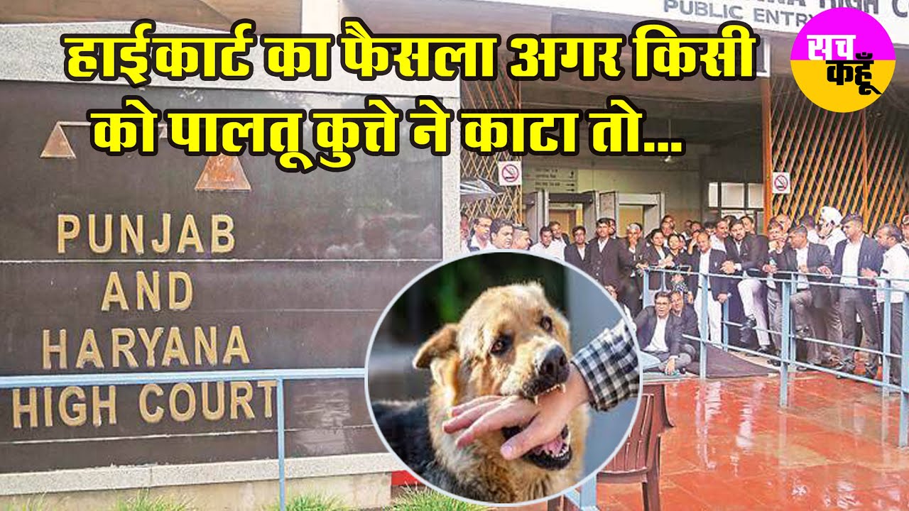 Stray Dog Bite stray-dog-bite