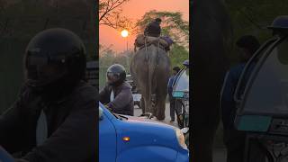 Hathi raja kaha chale #viral #cute #elephant