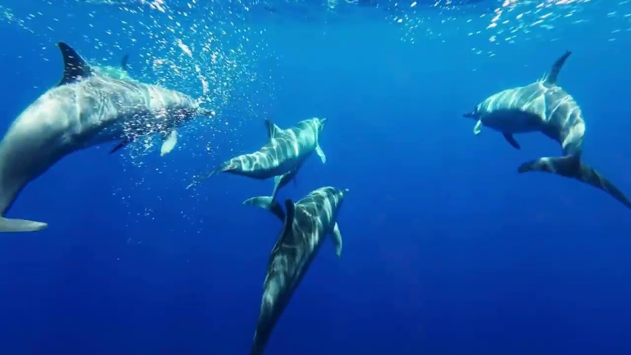 【Dolphin sound】イルカの鳴き声/Healing dolphin sound/animal therapy/Healing Dolphin