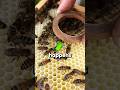 How Beekeepers Identify the Queen Bee
