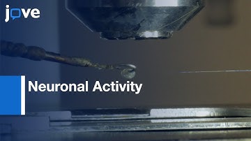 Neuronal Activity with Microiontophoretics: Extracellular Recording | Protocol Preview