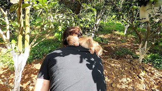 Ricky the monkey fell asleep on Miss Mai's back while she was working