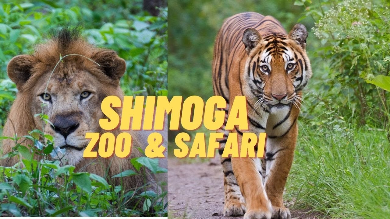 lion safari shimoga ticket price today