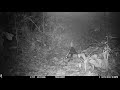 Striped Hog-nosed Skunk captured on a camera trap in Drake Bay, on Costa Rica – February 13, 2023