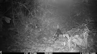 Striped Hog-nosed Skunk captured on a camera trap in Drake Bay, on Costa Rica – February 13, 2023