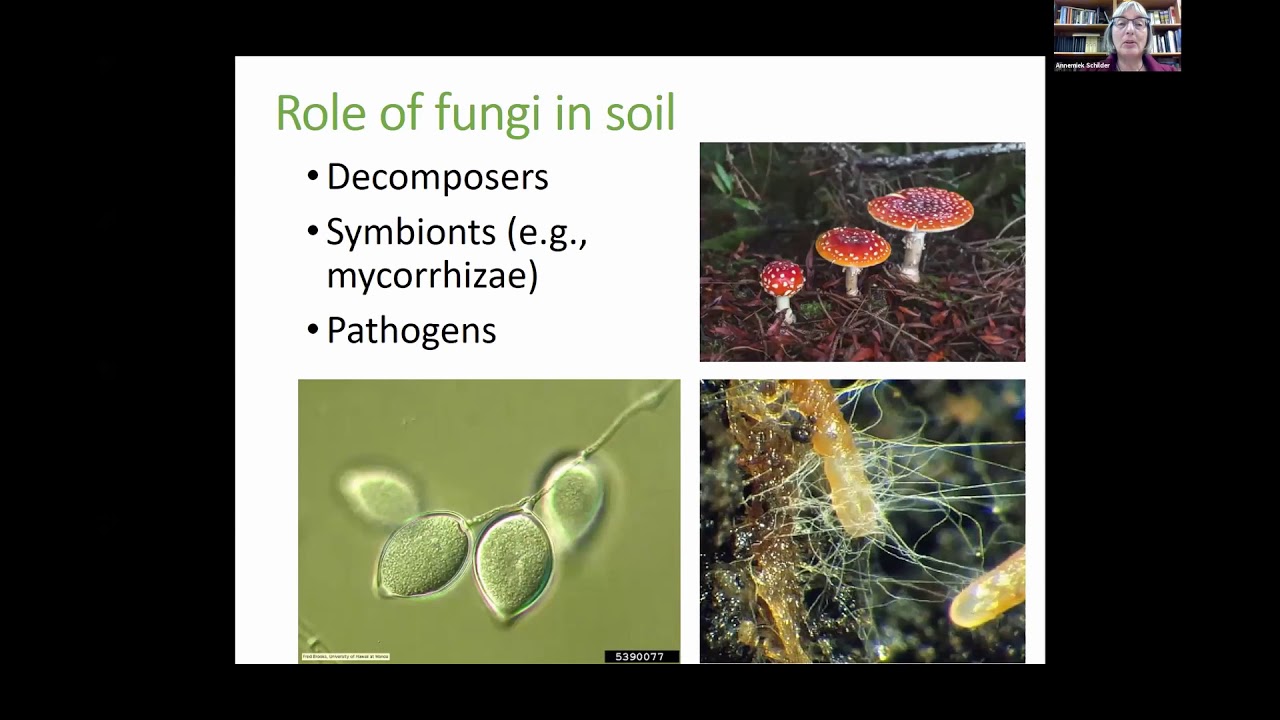 Healthy Citrus 2020, Annemiek Schilder, Shifting the Mindset for IPM
