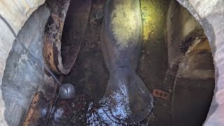 Melbourne Beach could install grates after manatee gets stuck in storm drain