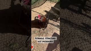 Celebrity Easter egger rooster crowing in the morning 📣 #shorts Net Worth