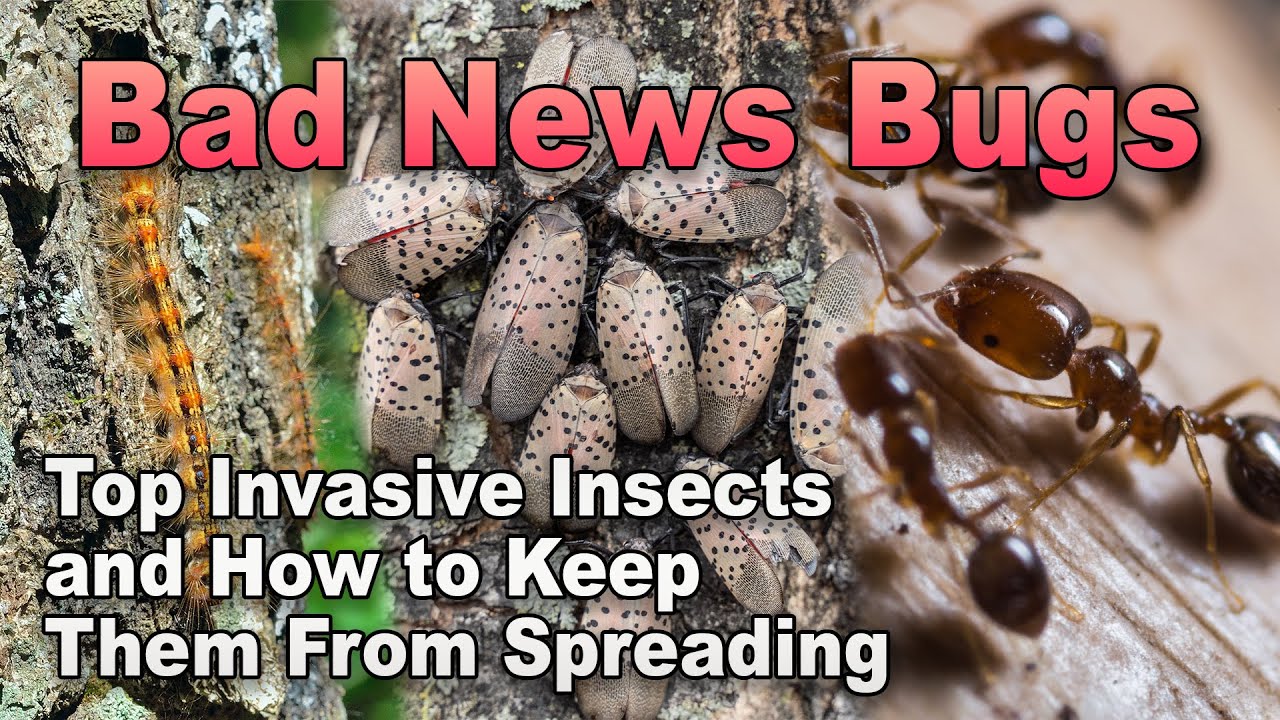 Top 3 Invasive Insects: How to Spot Them in Fall and Control Their ...