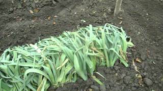 Leeks In The Winter Time
