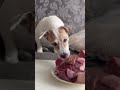 Когда решила сделать фото, и кто-то не растерялся 😂🐶🍖