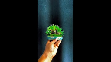 video của các nhà vườn kết nối giao lưu cây cảnh bonsai 0386700914