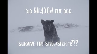 Did Shadow the dog survive the snowstorm?