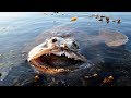 海の巨大生物