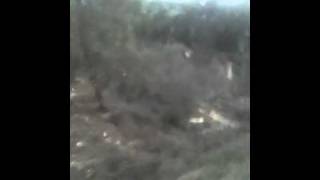Bosque gallego con transición a mediterráneo