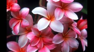 Carol Cole - L`Image