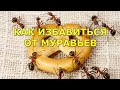 Как избавиться от муравьев дома, в квартире, на даче