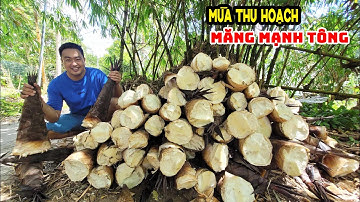 Xem Cách Người Dân Thu Hoạch Măng Mạnh Tông Loại Măng Ngon Và Đắt Nhất Việt Nam