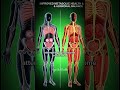 "What Happens Inside Your Body When You Gain Weight" #health #medical #facts