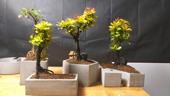Làm sao để nho đậu trái: Giải pháp hiệu quả giúp cây trồng ra nhiều quả