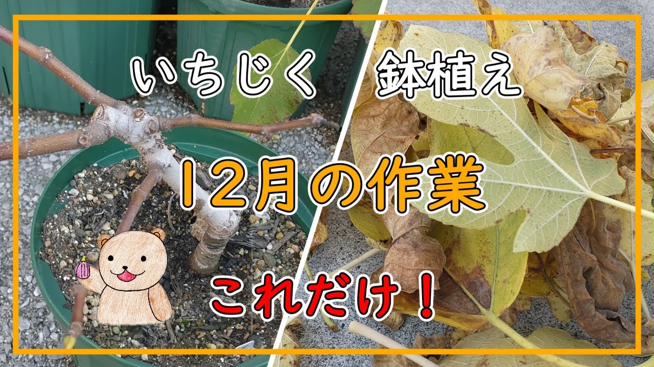 Figs] That's all the work you need to do in December! - YouTube