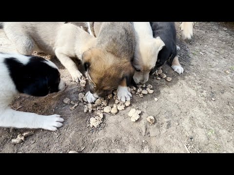 Video: Hamilelik Ne Kadar Süre Bir Köpek Onun Dönemi Alır mı?