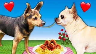 Best First Date Wins Kiss!  PawZam Dogs