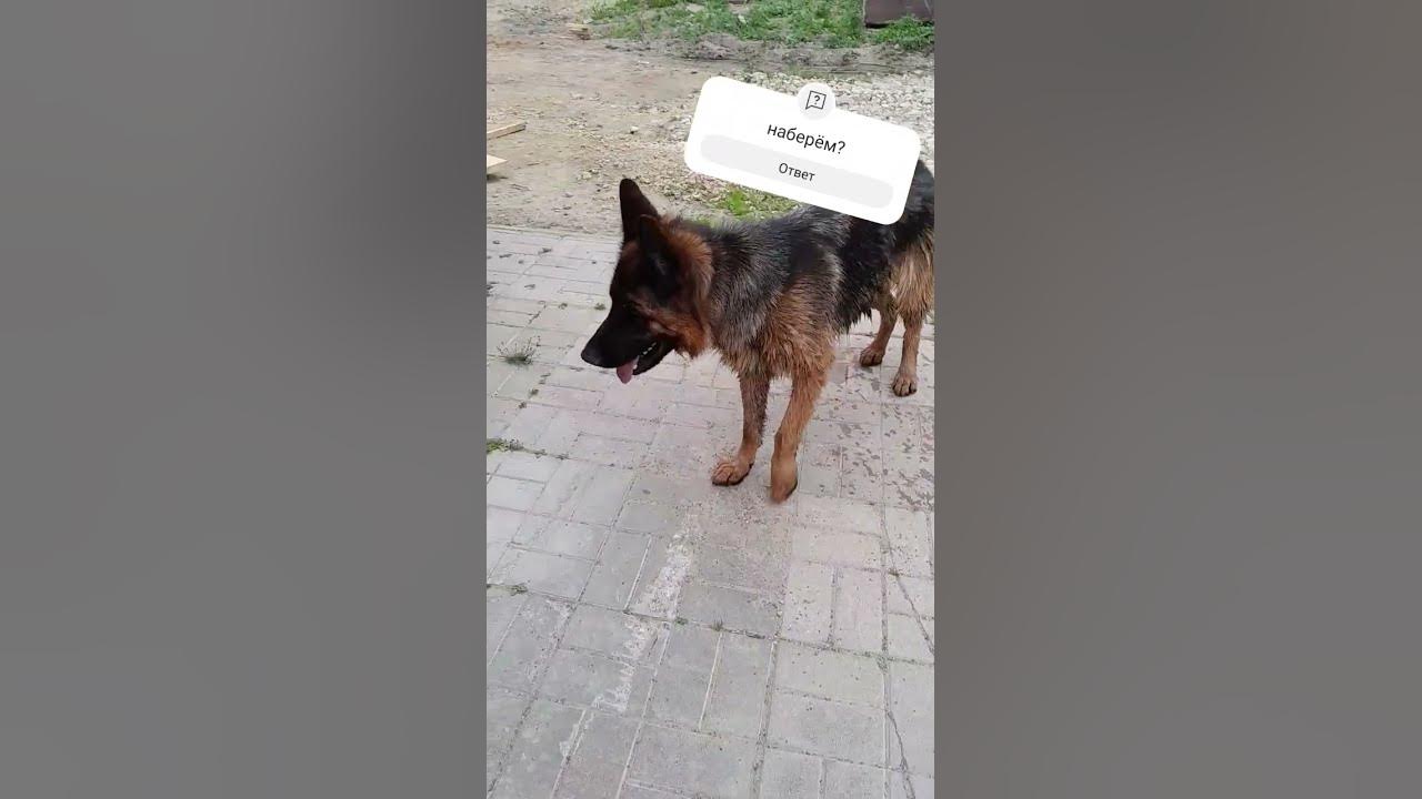 Буратино утонул а колобок повесился.
