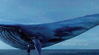 Blue Whale Real Theme Song