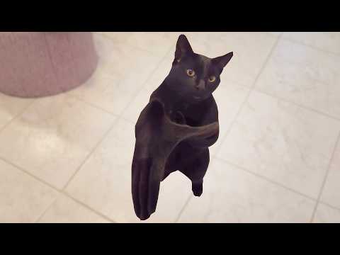 Cat Clapping Hand Original vs Meme