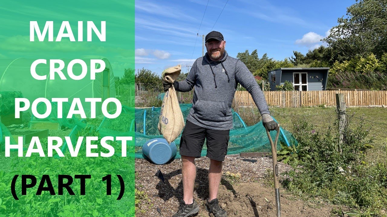 Potato Harvest Main Crop Potatoes (Part 1) Maris Piper Jersey