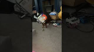 Dog Gets its Head Stuck in a Breadstick Box
