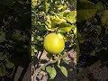 Chakotra (pomelo rad lemon)#nature #farming #love #music