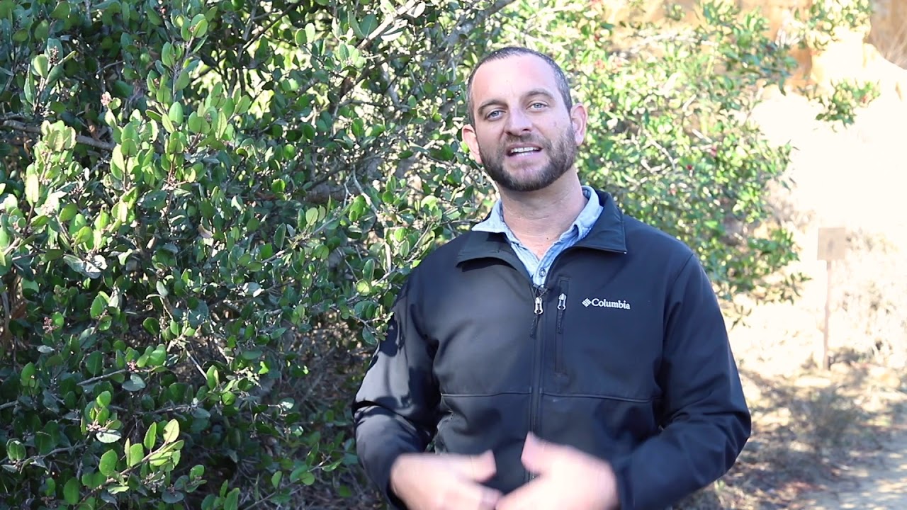 Ari, 𝘙𝘩𝘶𝘴 𝘪𝘯𝘵𝘦𝘨𝘳𝘪𝘧𝘰𝘭𝘪𝘢, lemonade berry