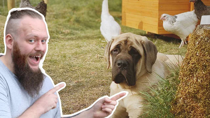 Building Trust and Leadership: Introducing Dogs to Chickens