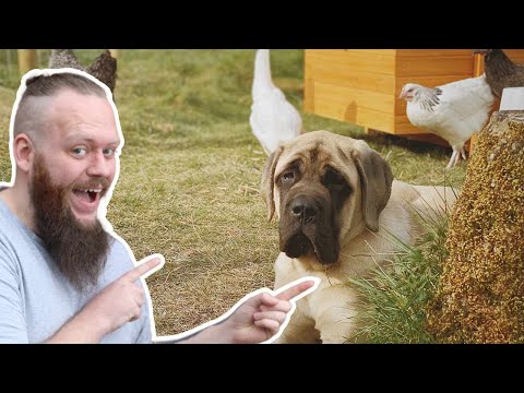 Video: Hoe een hond te trainen om kippen in de achtertuin te beschermen