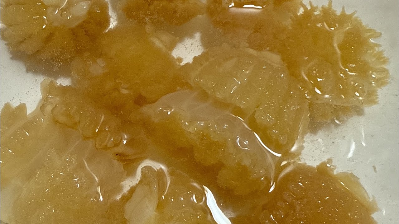 クラゲの頭（キャノンボール）の塩抜きするだけの配信