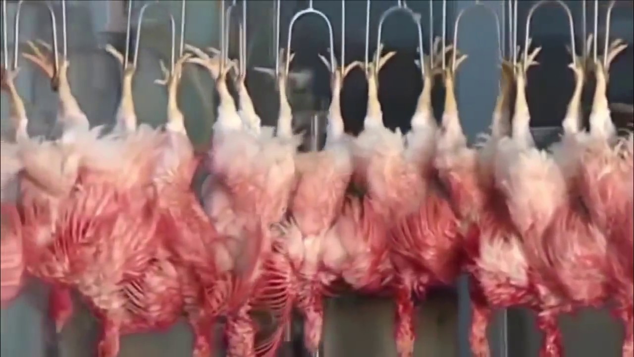Peternakan ayam modern & tercangih 