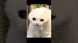 Then 💝 vs now 😞 Legendary memes #nostalgia #cat #legendarymemes